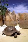 Aldabran Giant Tortoise, Curieuse Island, Seychelles, Africa