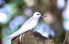 Fairy Tern, Aride Island, Seychelles, Africa