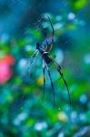 Seychelles, Praslin, Vallee de Mai NP, Palm Spider