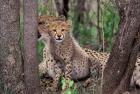 Cheetah Cubs, Phinda Preserve, South Africa