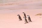 Jackass Penguins at the Boulders, near Simons Town, South Africa