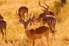Close-up of Impala, Kruger National Park, South Africa