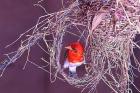 South Kruger NP. Redheaded weaver bird, nest
