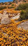South Namaqualand. Orange wildflower blossoms