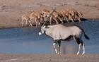 Namibia, Etosha NP, Chudop, Oryx, black-faced impala