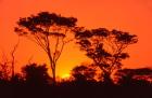 Trees Silhouetted by Dramatic Sunset, South Africa