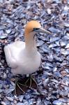 Cape Gannet on the Coast, South Africa