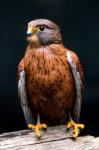 Rock Kestrel Portrait, Cape Town, South Africa