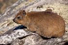 South Africa, Cape Town, Rock Hyrax wildlife