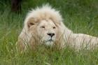 African lion, Inkwenkwezi Private Game Reserve, East London, South Africa