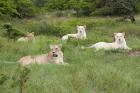 Unique pride of cream colored African lions, South Africa