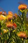 South Africa, Cape Town, Orange pincushion flowers