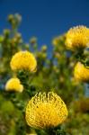 South Africa, Cape Town, Yellow pincushion flowers