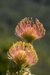 Pincushion Flowers, Cape Town, South Africa