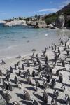 South Africa, Cape Town, Simon's Town, Boulders Beach African Penguin Colony