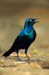 South Africa, Kruger, Greater Blue Eared Starling bird