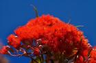 Orange flowers on Table Mountain, Cape Town, South Africa