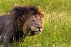 Male Lion, South Africa