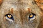 Close-up of Male Lion, Kruger National Park, South Africa.