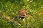 Leopard, Kruger National Park, South Africa