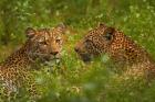 Leopards, Kruger National Park, South Africa