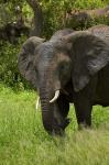 Elephant, Kruger NP, South Africa