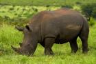 Southern white rhinoceros, Kruger National Park, South Africa