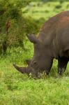 Southern white rhinoceros, South Africa