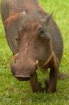 Warthog, Kruger National Park, South Africa