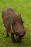 Warthog, Phacochoerus africanus, Kruger NP, South Africa