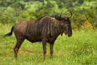 Blue wildebeest, Kruger National Park, South Africa