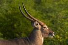 Male waterbuck, Kruger National Park, South Africa