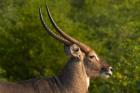 Male waterbuck, Kruger National Park, South Africa