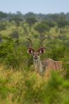 Male greater kudu, Kruger National Park, South Africa
