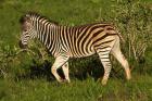 Burchells zebra, burchellii, Kruger NP, South Africa