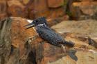 Giant Kingfisher, Megaceryle maxima, Kruger NP, South Africa