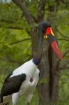 Saddle-billed Stork, Kruger NP, South Africa
