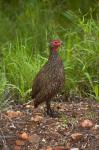 Swainsons Spurfowl, Swainsons Francolin, Kruger NP, South Africa