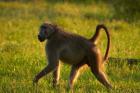 Chacma baboon, Papio ursinus, Kruger NP, South Africa