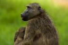 Chacma baboon and baby, Kruger NP, South Africa
