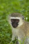 Vervet Monkey, Chlorocebus pygerythrus, Kruger NP, South Africa