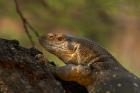 White-throated monitor, Kruger NP, South Africa