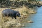 South Africa, KwaZulu Natal, Wetlands, hippo