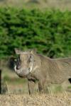 South Africa, KwaZulu Natal, Zulu Nyala GR, Warthog