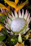 Queen Protea, Kwazulu Natal, South Africa