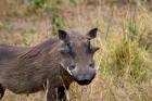 South Africa, KwaZulu Natal, warthog wildlife