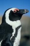 Close up of an African Penguin, Cape Peninsula, South Africa