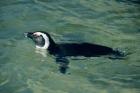 African Penguin swimming, Cape Peninsula, South Africa