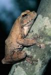 Grey Frog, Kruger NP, South Africa