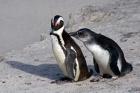 Two African Penguins